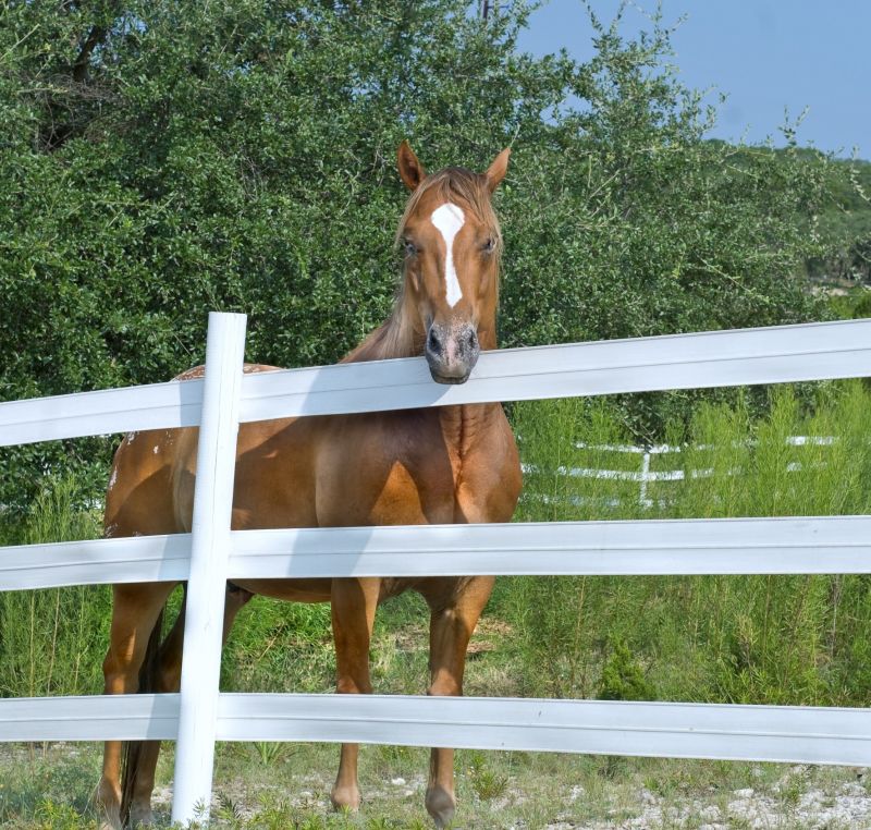 Horse Fence Painting