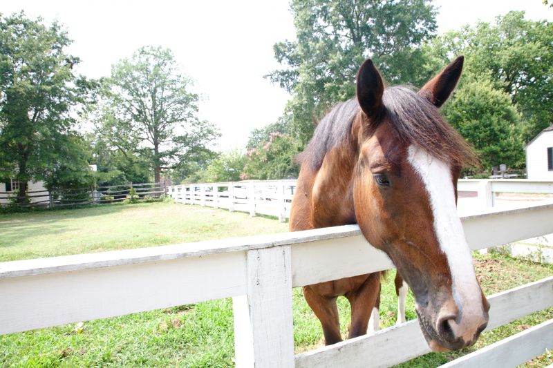Interior Horse Fence Artwork