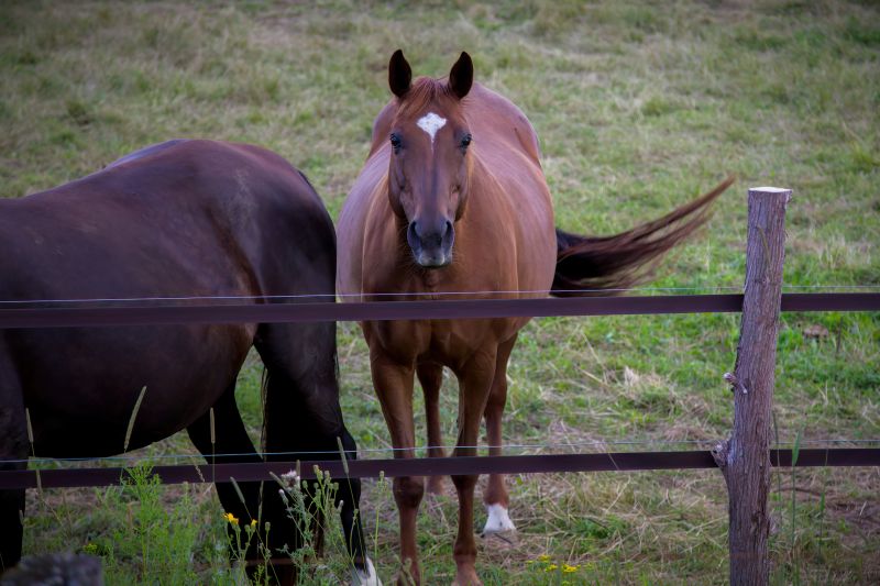 Horse Fence Painting